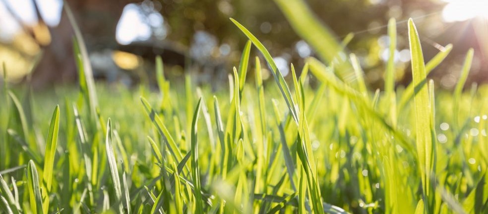 Forst- und Gartentechnik 